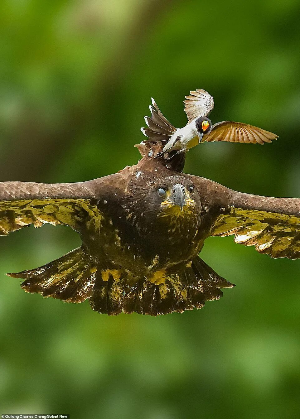 Птица с короной на голове фото Moment tiny eastern king bravely sees off young bald eagle that had landed close