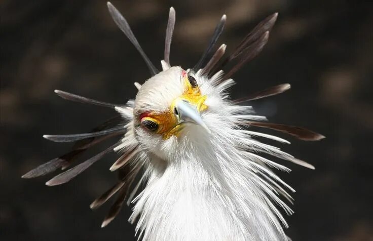 Птица с короной на голове фото Птица-секретарь Birds, Pet birds, Tallest bird