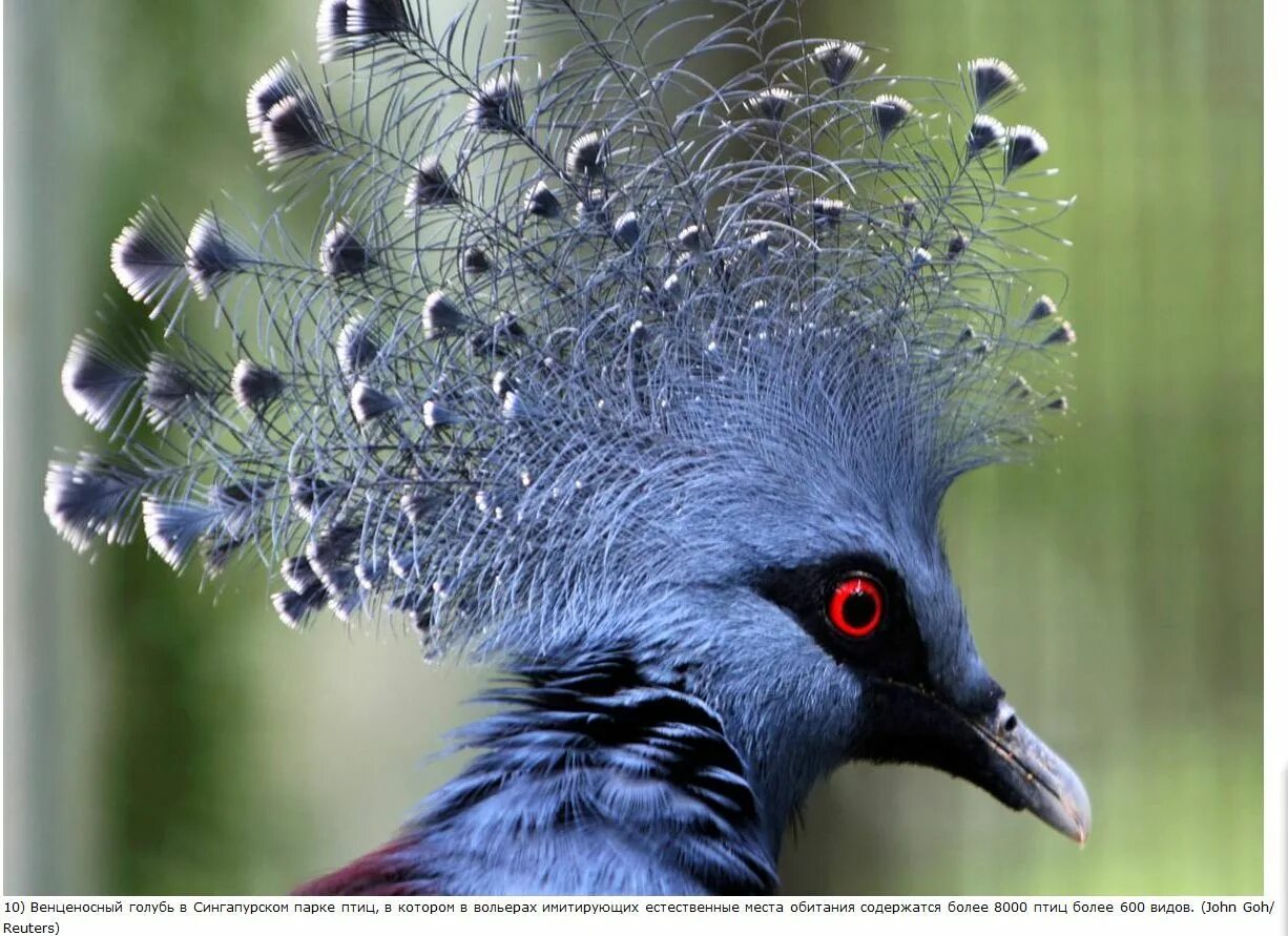 Птица с короной на голове фото Pájaro azul Pájaros azules, Pajaros, Pájaros pintados