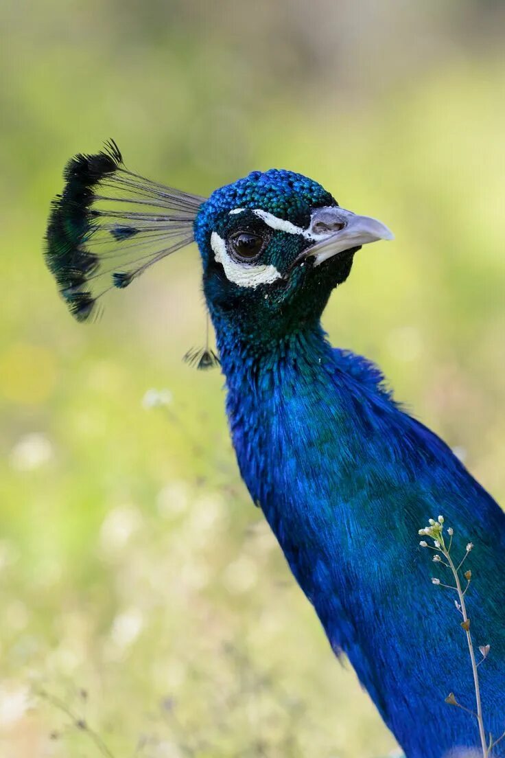 Птица с короной на голове фото Peacock wallpaper, Peacock photos, Wallpaper