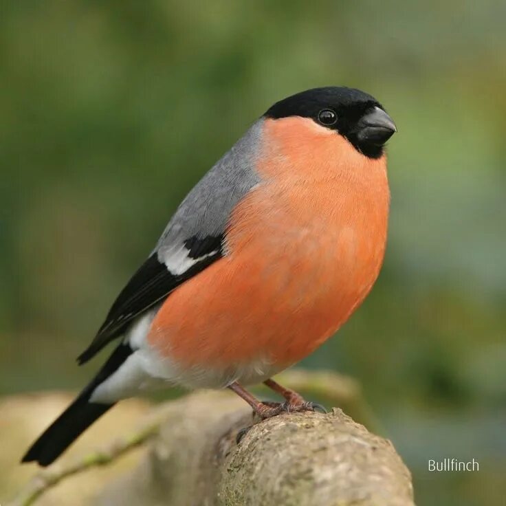 Птица с красной грудкой фото Pin by Dinarte 66 on Passaro Bullfinch, Pet birds, Exotic birds