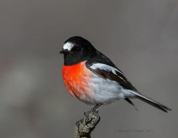 Птица с красной грудкой фото Scarlet Robin Robin, Scarlet, Black and grey