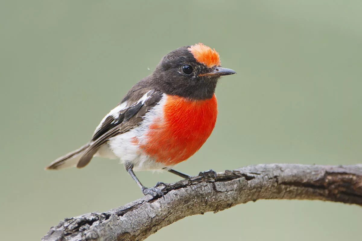 Птица с красной грудкой фото Red-capped robin - Wikipedia