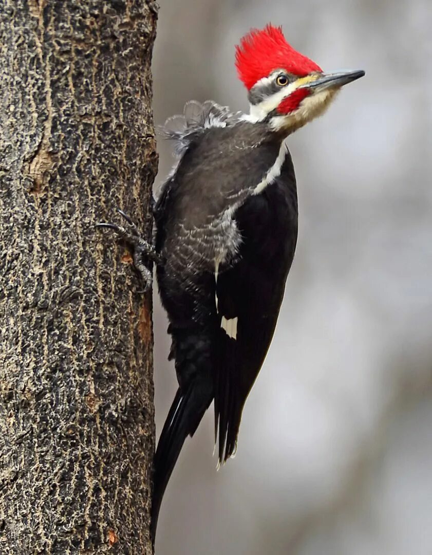 Птица с красным хохолком фото pileated woodpecker Woodpecker, Downy woodpecker, Woody woodpecker