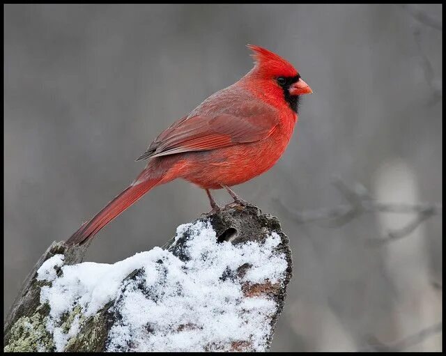 Птица с красным хохолком фото Northern Cardinal 9 Explored Bird photography, Canadian wildlife, Northern cardi