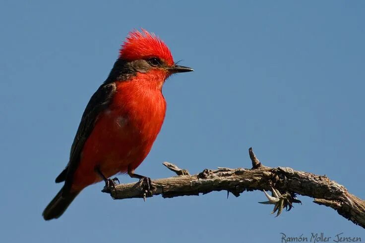 Птица с красным хохолком фото Mosquero cardenal (Pyrocephalus rubinus), es una especie de ave paseriforme de l