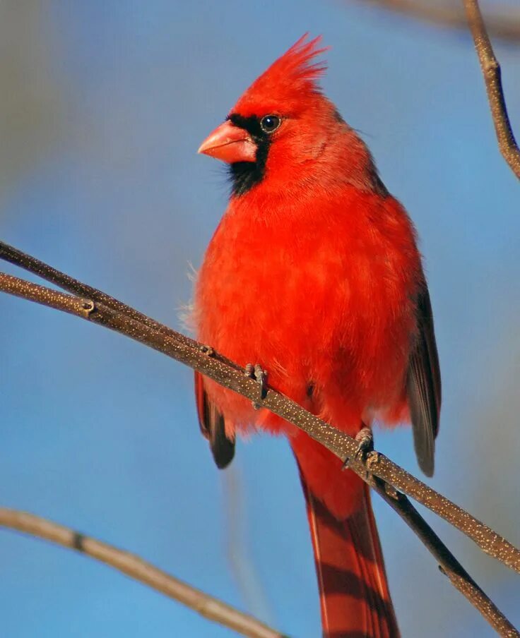 Птица с красным хохолком фото Ohio State Bird Cardinal aka Winter Redbird Ohio state bird, Bird, State birds