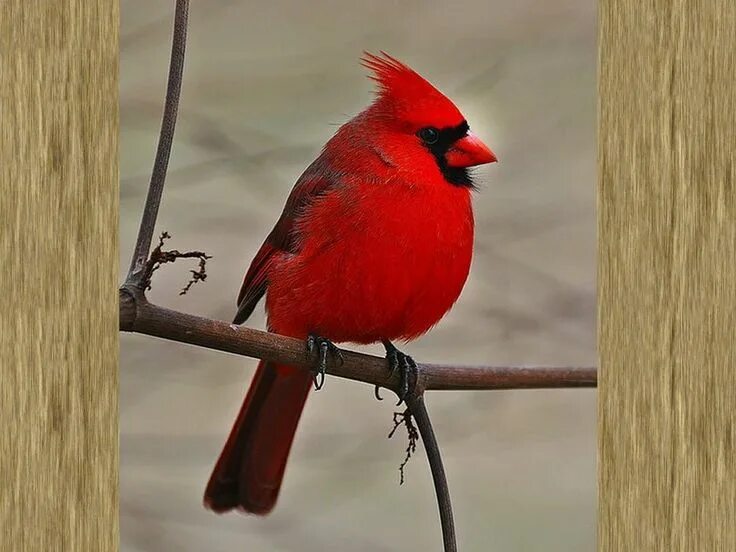 Птица с красным хохолком фото A Male Cardinal - Sök på Google Beautiful birds, Backyard birds, Colorful birds