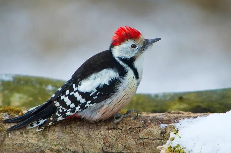 Птица с красным хохолком фото Еще немного о пестрых.... Bird watching, Birds, Bird