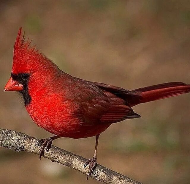 Птица с красным хохолком фото Cardenal Pet birds, Animals, Cardinal birds