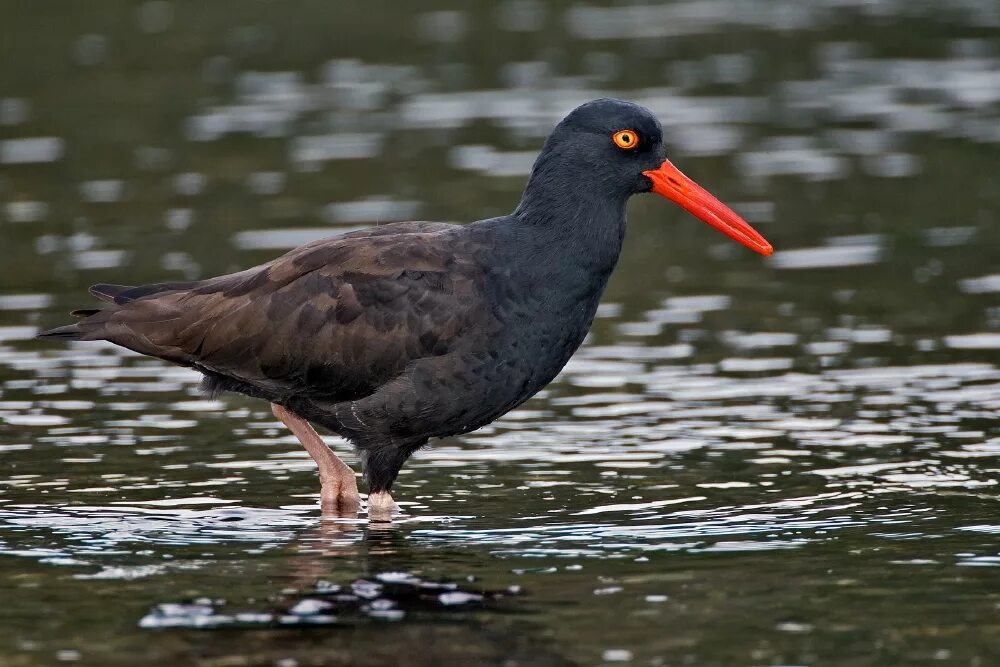 Птица с красным клювом фото Файл:Black Oystercatcher.jpg - Википедия