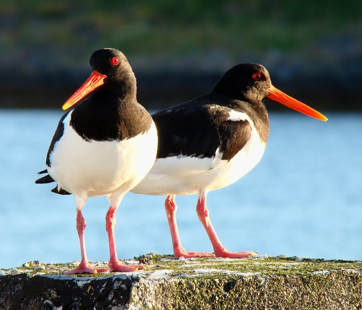 Птица с красным клювом фото Oystercatcher - Simple English Wikipedia, the free encyclopedia