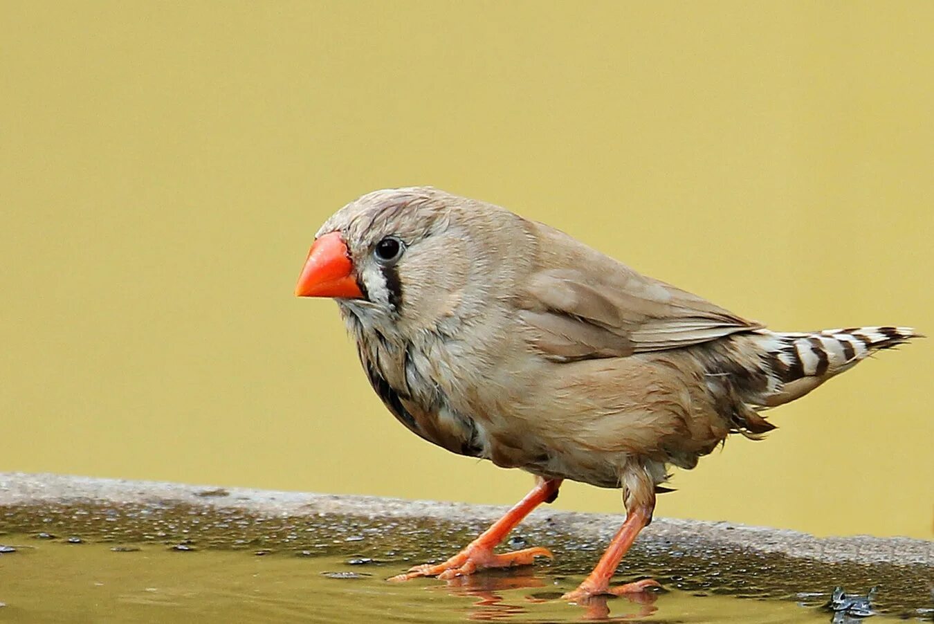 Птица с красным клювом фото Let Sleeping Birds Sing Scientific American