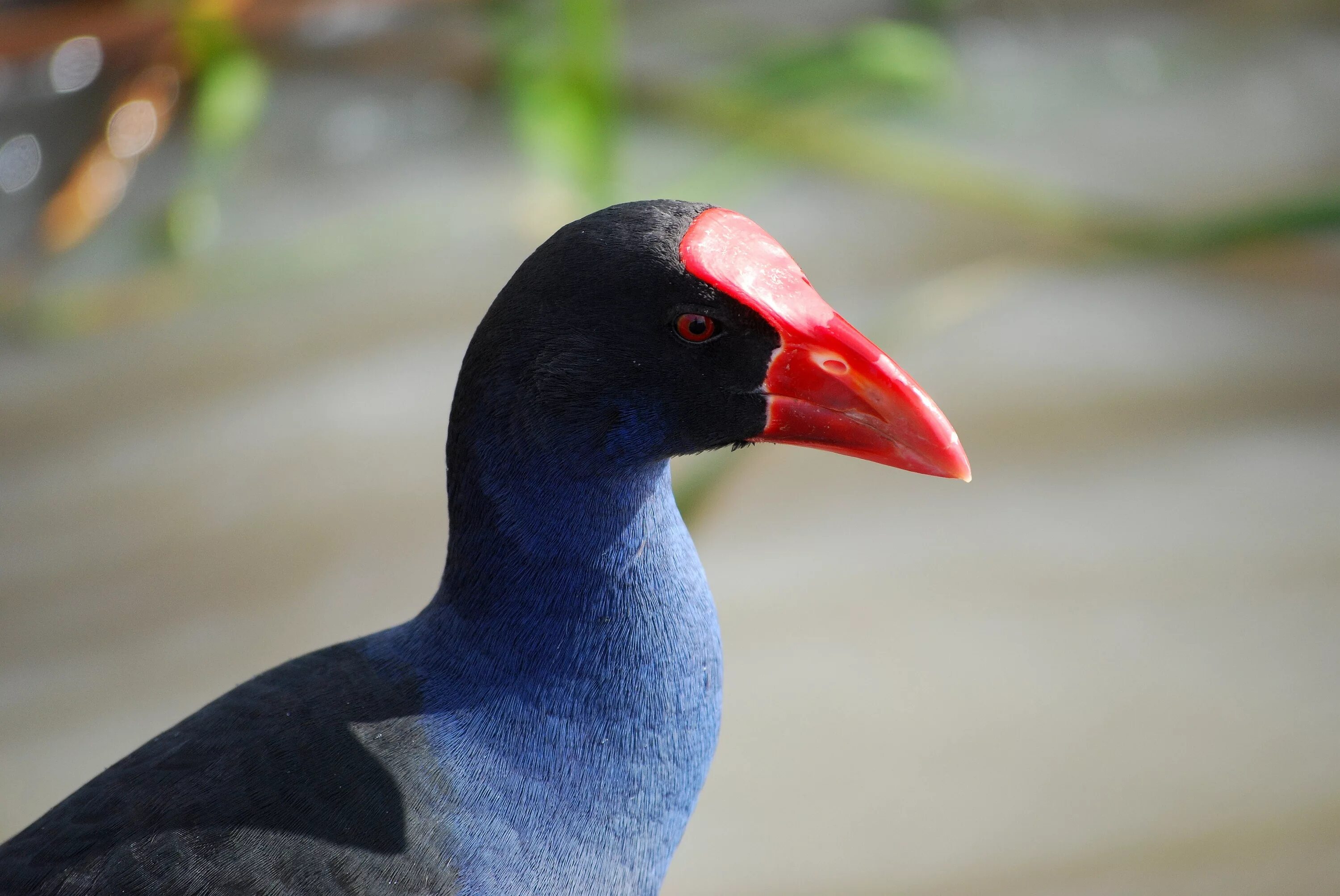 Птица с красным клювом фото Free Images : marsh, purple, wildlife, beak, closeup, fauna, close up, australia