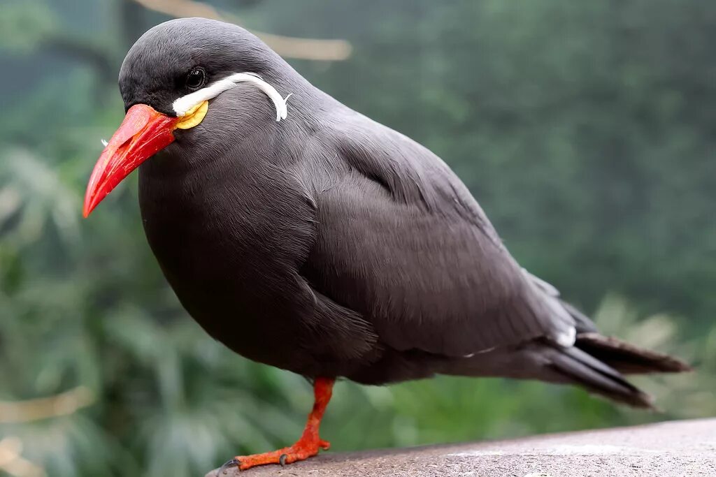 Птица с красным клювом фото Wallpaper : bird, birds, dpsagerphotography, incatern, lincolnparkzoo, Zoo, tern