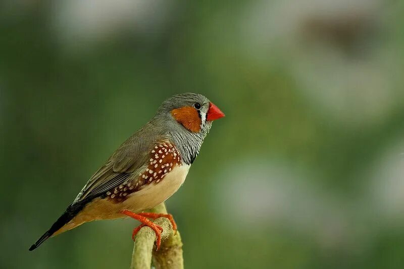 Птица с красным клювом фото Pin on Zebra Finches