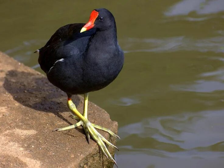 Птица с красным клювом фото Common Gallinule (Gallinula galeata) First Sighted: Jacksonville, FL 3/13/14 Pre