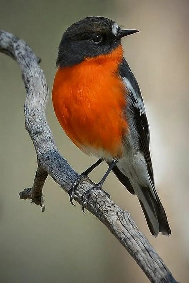 Птица с оранжевой грудкой фото Google+ Nature birds, Pretty birds, Wild birds