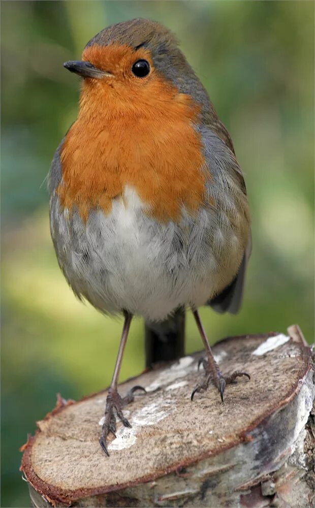 Птица с оранжевой грудкой фото File:Erithacus-rubecula-melophilus Dublin-Ireland.jpg - Wikipedia