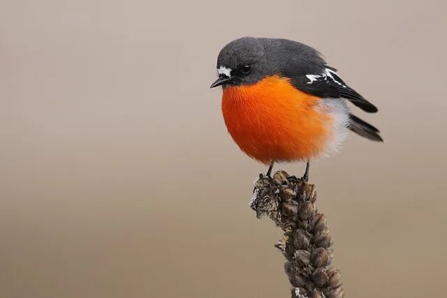 Птица с оранжевой грудкой фото Flame Robin Australian birds, Birds in the sky, Beautiful birds