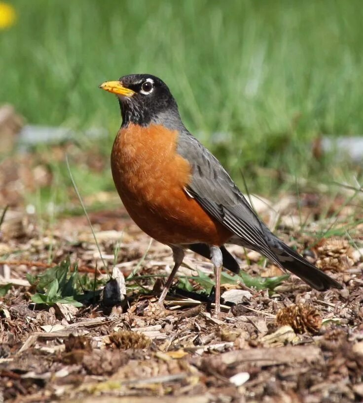 Птица с оранжевой грудкой фото American Robin-- I love to see these playing in the sprinkler in our yard. Ameri