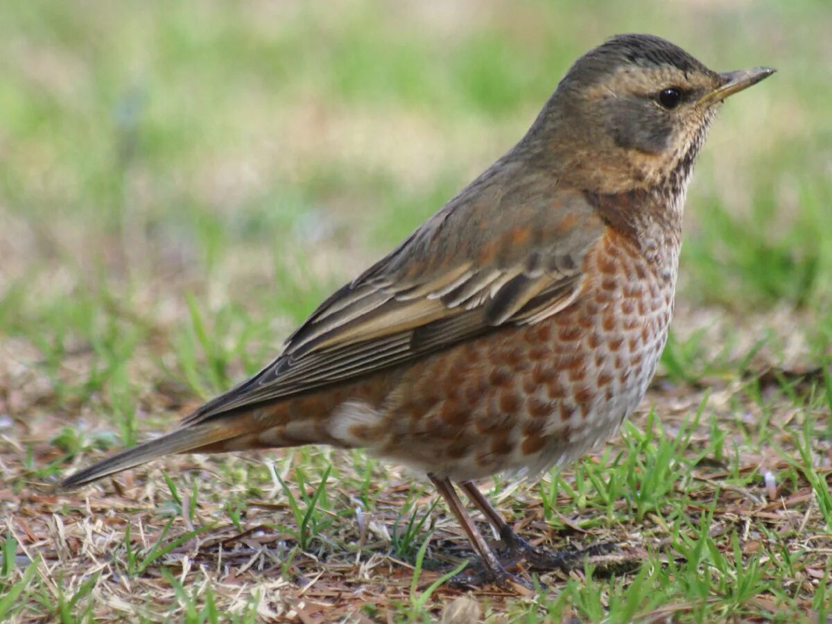 Птица с пятнистой грудкой фото Файл:Turdus naumanni naumanni.jpg - Википедия