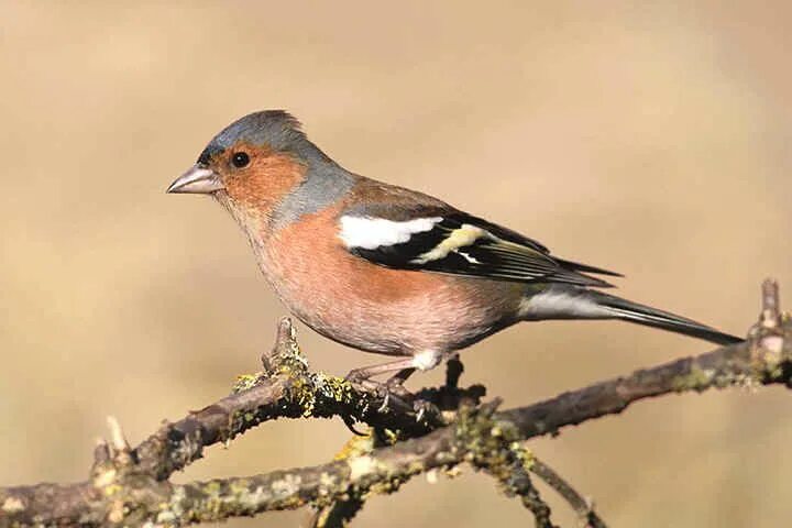 Птица с розовой грудкой фото chaffinch - Google Search Pinson des arbres, Oiseaux, Arbre