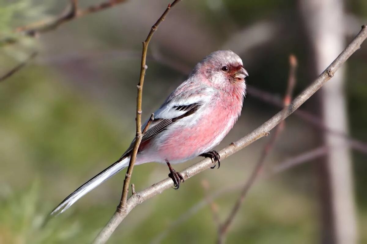 Птица с розовой грудкой фото Урагус (Uragus sibiricus). Птицы Сибири.