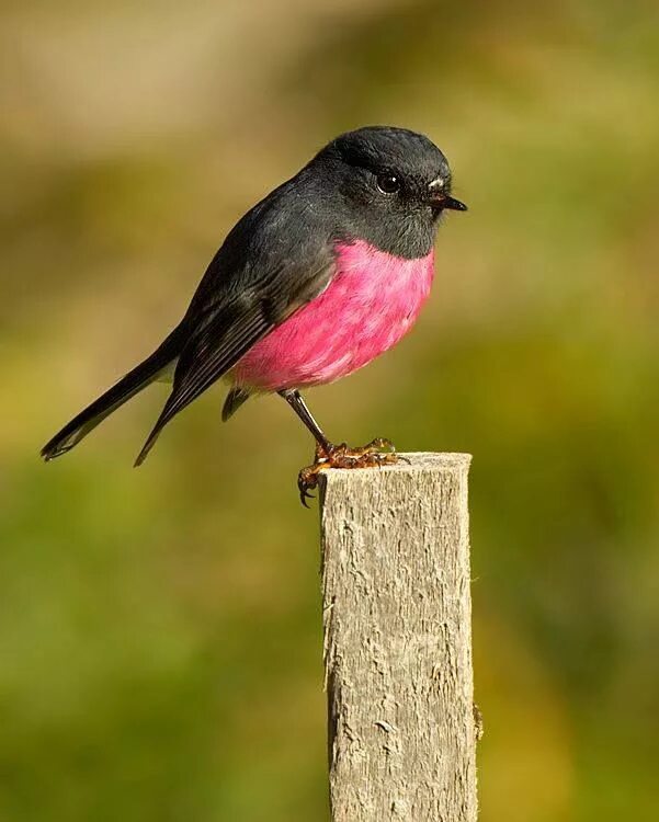 Птица с розовой грудкой фото The Pink Robin (Petroica rodinogaster) is a small passerine bird native to south