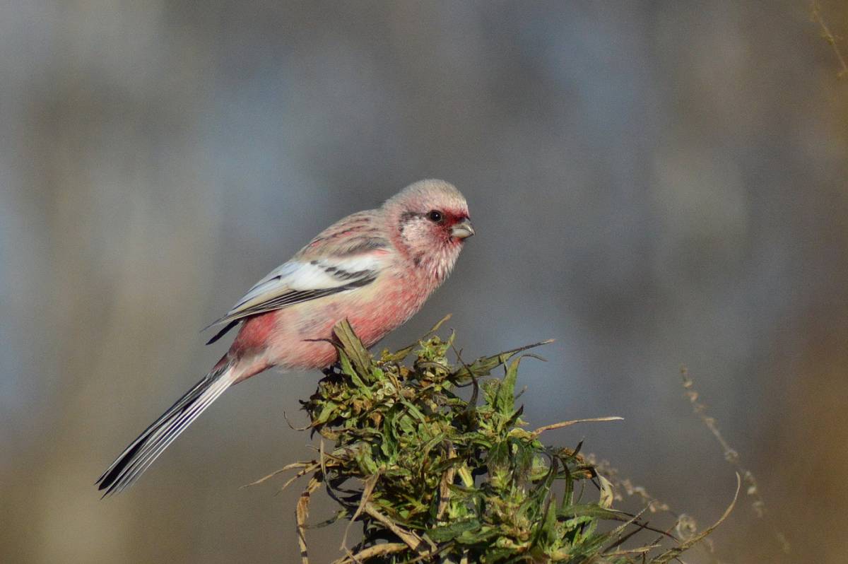 Птица с розовой грудкой фото Long-tailed Rosefinch (Uragus sibiricus). Birds of Siberia.