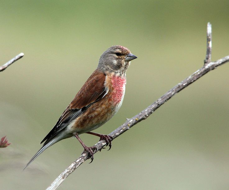 Птица с розовой грудкой фото Common linnet (Carduelis cannabina) -England -male Kneu, Vogels kijken, Wilde vo