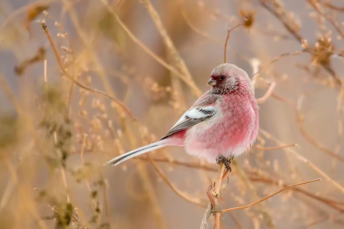 Птица с розовой грудкой фото Урагус (Uragus sibiricus). Птицы Сибири.