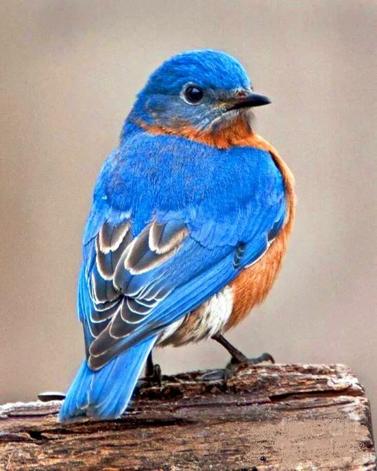 Птица с синей грудкой фото и название Pin by Larú Leveroni Chinchilla on ANIMALES Nature birds, Animals, Blue bird art