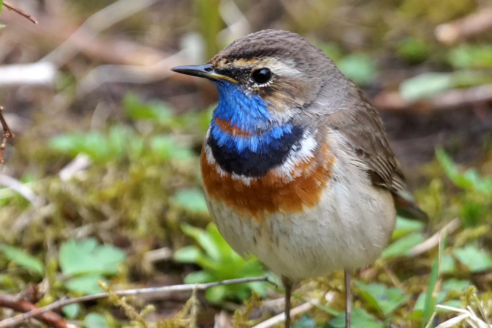 Птица с синей грудкой фото и название File:Luscinia svecica 20140516.JPG - Wikipedia