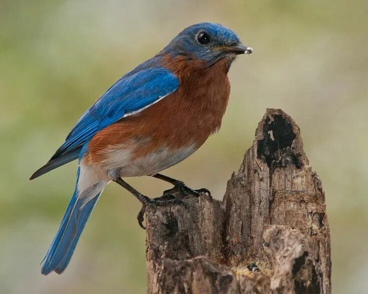 Птица с синей грудкой фото и название What Is In My Bluebird House?? Blue bird, Pictures to paint, Bird