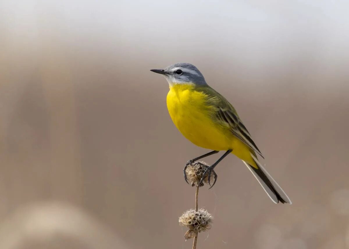 Птица с желтой грудкой фото Yellow Wagtail (Motacilla flava). Birds of Siberia.