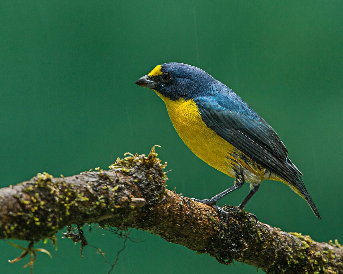 Птица с желтой грудкой фото Euphonia hirundinacea - Wikipédia