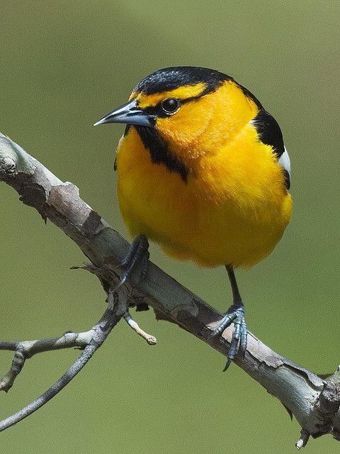 Птица с желтым брюшком как называется фото Bullock's oriole (Icterus bullockii) Exotic birds, Birds bees butterflies, Beaut