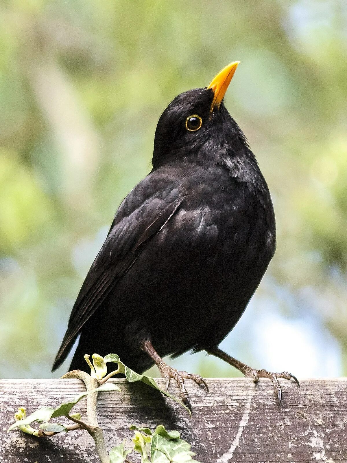 Птица с желтым клювом фото File:Amsel (36) (34857256392).jpg - Wikimedia Commons