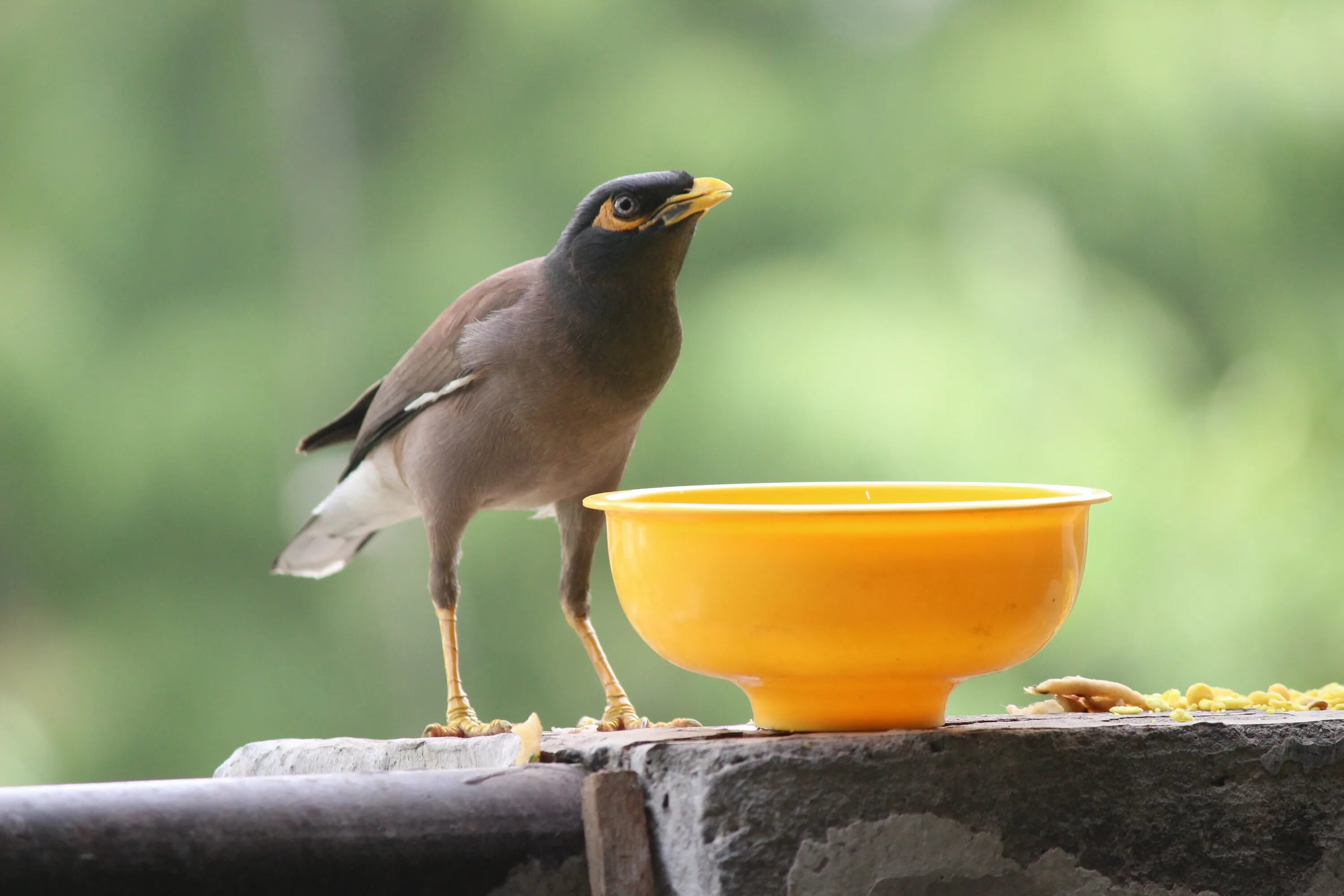 Птица с желтым клювом фото Free Images : wildlife, beak, yellow, robin, fauna, vertebrate, finch, blackbird