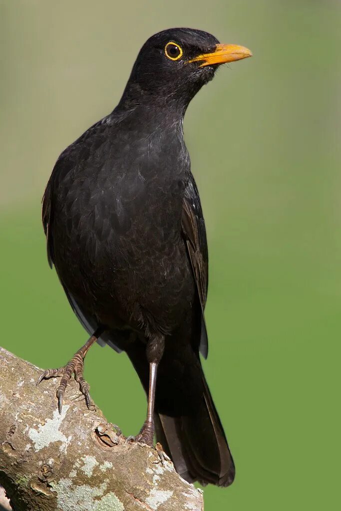 Птица с желтым клювом фото Mirlo común (Turdus merula) Wild birds photography, Black bird, Beautiful birds