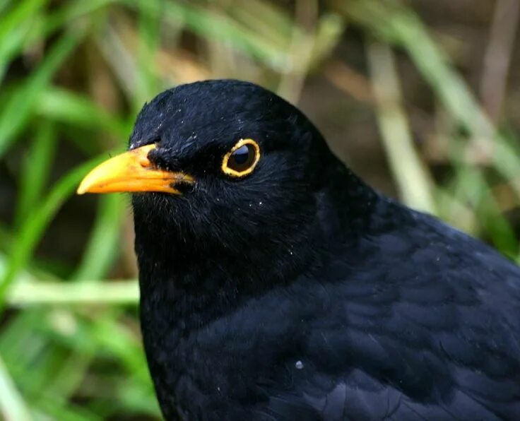 Птица с желтым клювом фото Common blackbird Black bird, Beautiful birds, British wildlife