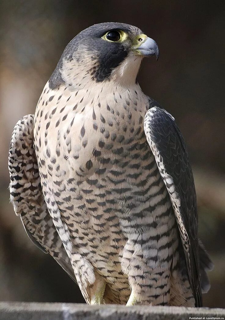 Птица сапсан фото и описание сапсан пикирующий - Пошук Google Pet birds, Peregrine falcon, Raptors bird