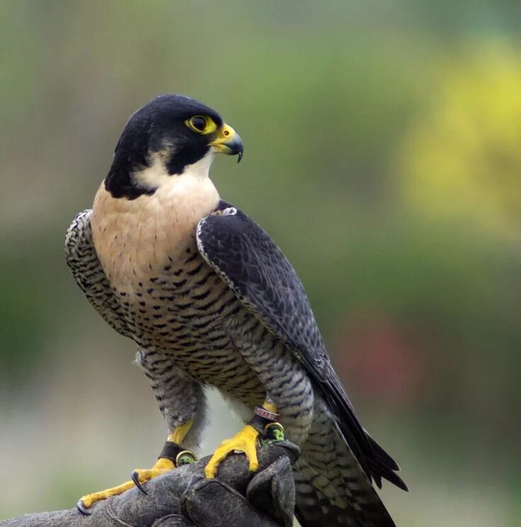 Птица сапсан фото и описание S&D Falconry Peregrine falcon, Wild animals pictures, Pet birds