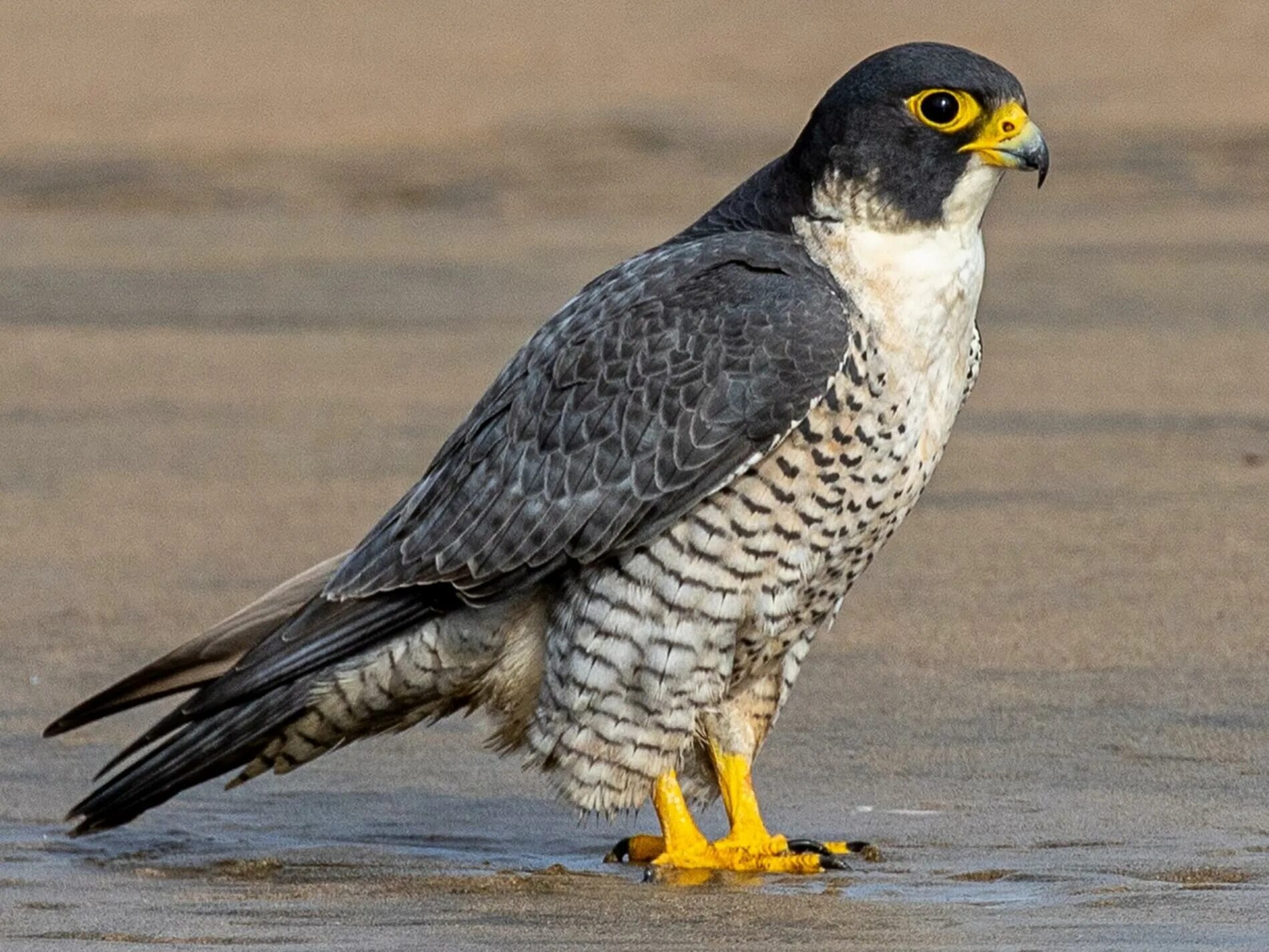 Птица сапсан фото и описание Peregrine Falcon Celebrate Urban Birds