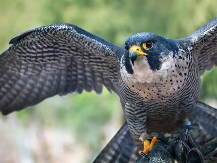 Птица сапсан фото и описание Imagem relacionada Peregrine falcon, Falcons, Birds of prey