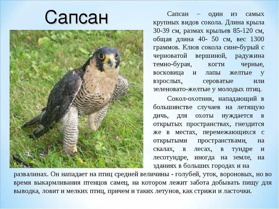 Птица сапсан фото и описание Сапсан где живет 59 фото - ZooClever.ru