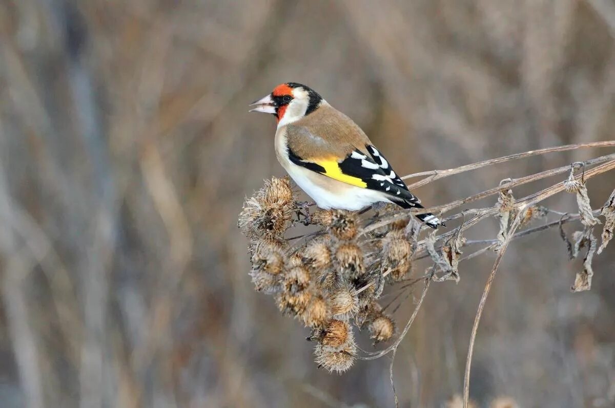 Птица щегол фото и описание Eurasian Goldfinch (Carduelis carduelis). Birds of Siberia.