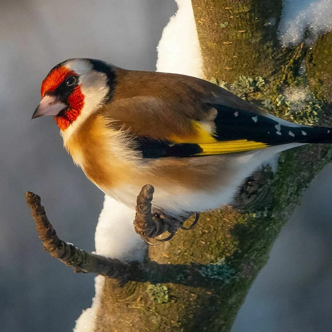 Птица щегол фото и описание wami on Instagram: "Goldfinch, tikli. Home garden. January 2019. * * * #goldfinc