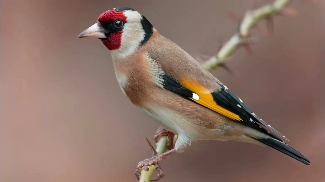 Птица щегол фото и описание Щегол (Carduelis carduelis), Пение щегла. Образ жизни щегла. - YouTube